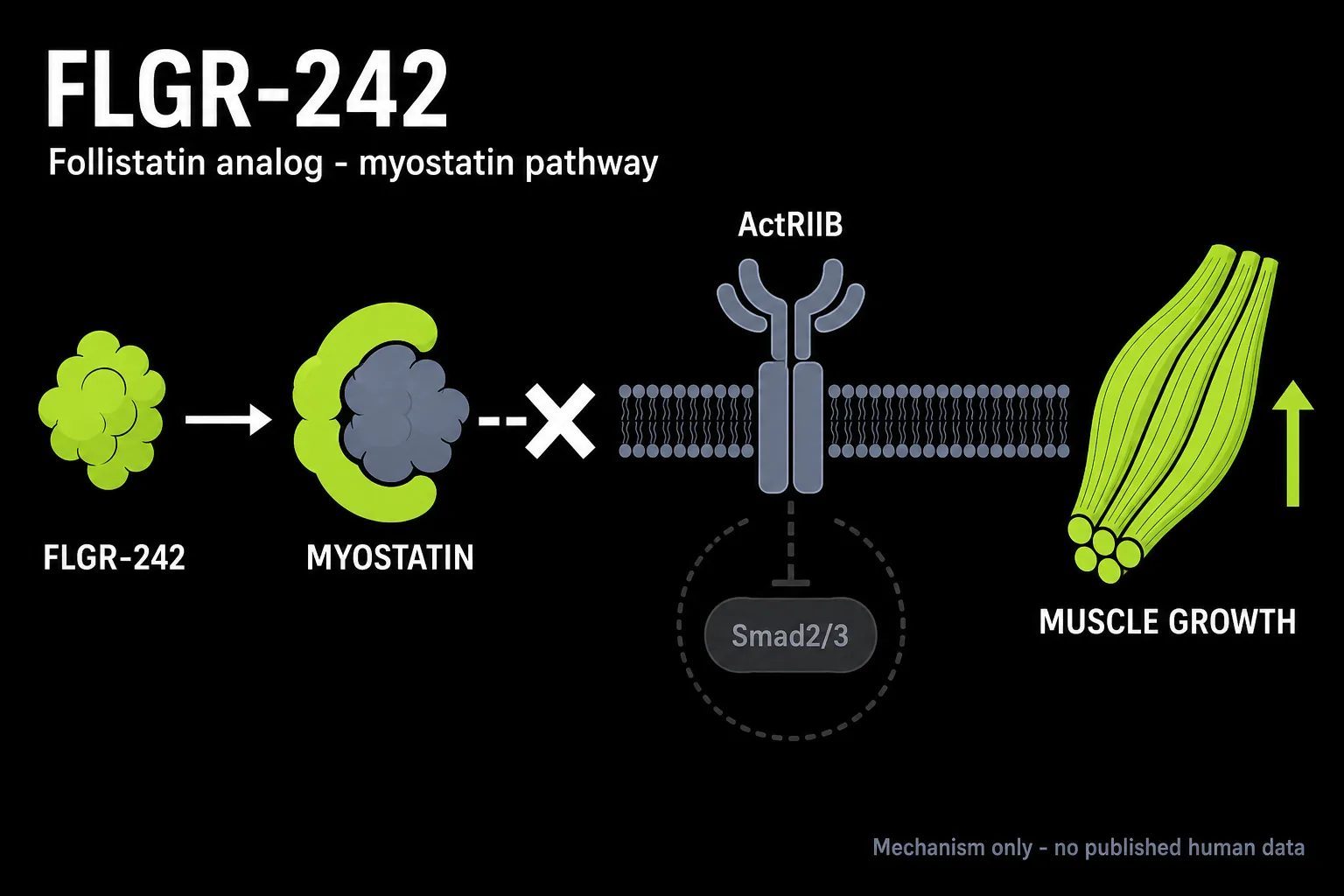 FLGR-242 (FLGR242): Benefits, Side Effects, Dosage & Where to Buy (2026)
